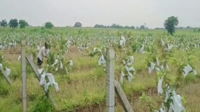 स्टार्टअप : पश्चिम बंगाल से लाए रेड डायमंड प्रजाति के पौधे, आज 12 लाख तक आमदनी 2 Screenshot 20251011 123258