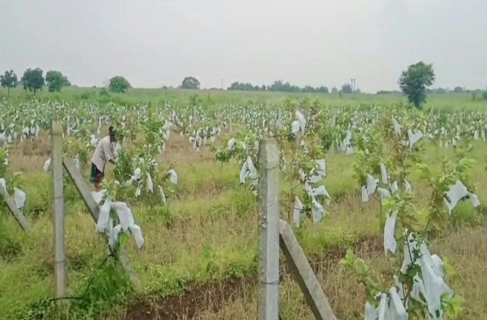 स्टार्टअप : पश्चिम बंगाल से लाए रेड डायमंड प्रजाति के पौधे, आज 12 लाख तक आमदनी 1 Screenshot 20251011 123258