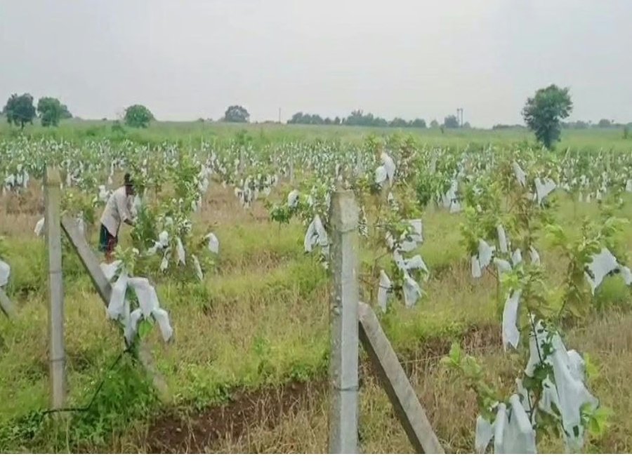 स्टार्टअप : पश्चिम बंगाल से लाए रेड डायमंड प्रजाति के पौधे, आज 12 लाख तक आमदनी 1 Screenshot 20251012 113947