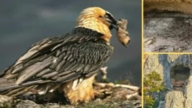 स्पेन में 650 साल पुराने गिद्धों के घोंसले से निकला खजाना, वैज्ञानिकों ने इसे कहा `टाइम कैप्सूल घोंसला` 6 Screenshot 20251012 122752