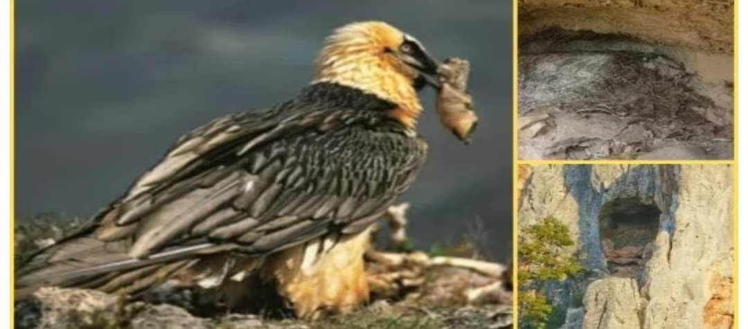 स्पेन में 650 साल पुराने गिद्धों के घोंसले से निकला खजाना, वैज्ञानिकों ने इसे कहा `टाइम कैप्सूल घोंसला` 1 Screenshot 20251012 122752