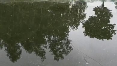 मछलियों को खिला दें ये चीज, तेजी से बढ़ जाएगा वजन, लाखों में कमाएंगे मुनाफा, जानें एक्सपर्ट की ये सलाह 2 Screenshot 20251015 080018