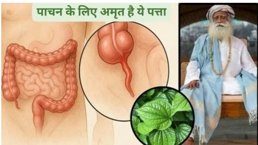 खाने के बाद इस पत्ते को चबा लें पेट में बनने वाला एसिड और गैस हो जाएगी कंट्रोल, खाया पिया तुरंत पच जाएगा, जानिए फायदे 1 Screenshot 20251023 034146