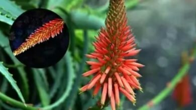 सोने की कीमत वाला फूल, पौधा सब उगाते...किस्मत वालों के घर खिलता है एलोवेरा में फूल' माली ने बताया इसका राज 2 Screenshot 20251026 082729