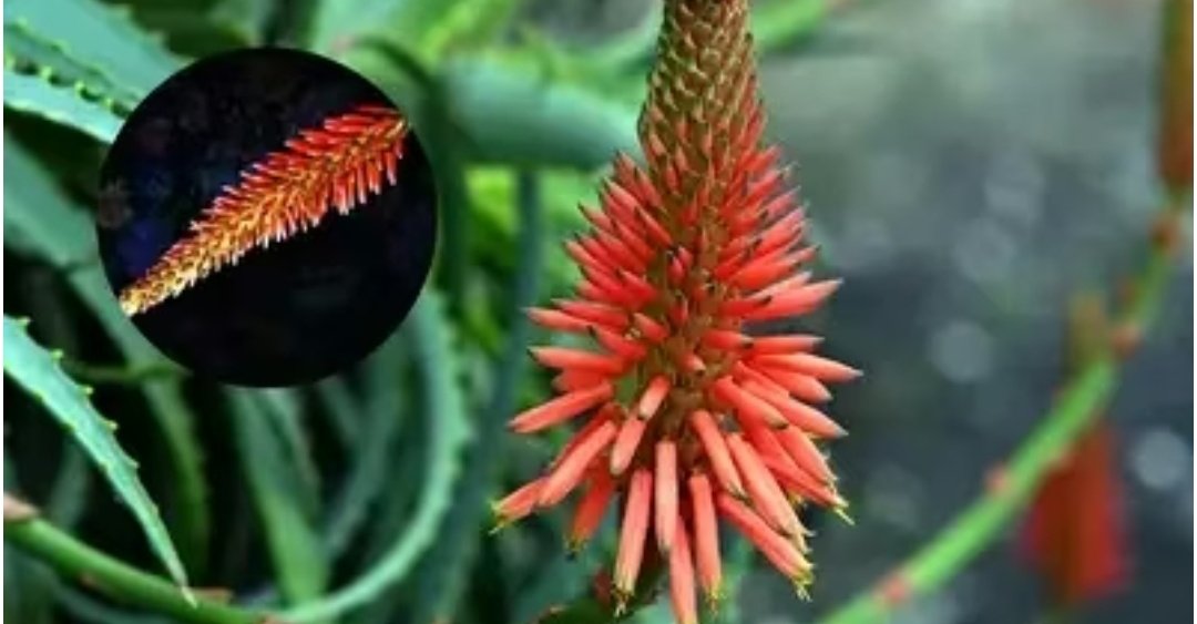 सोने की कीमत वाला फूल, पौधा सब उगाते...किस्मत वालों के घर खिलता है एलोवेरा में फूल' माली ने बताया इसका राज 1 Screenshot 20251026 082729