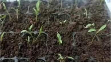 Screenshot 20251026 083632