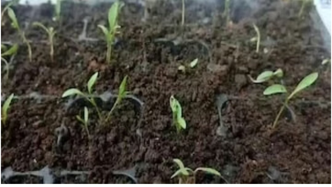 Screenshot 20251026 083632