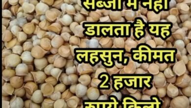 2000 किलो वाला ये पहाड़ी लहसुन... गायब कर देगा शुगर, कोलेस्ट्रॉल! जानें कहां मिलेगा 5 Screenshot 20251026 085019