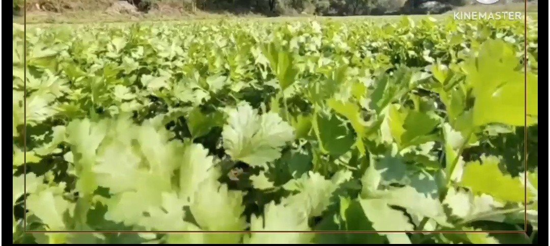 गेहूं की बुवाई से पहले लगा दें धनिया की ये 3 किस्में... 20 दिनों में बना देगी 'धन्ना' सेठ 1 Screenshot 20251027 082030 1