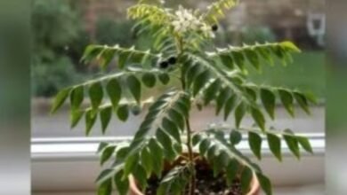 Screenshot 20251027 082723