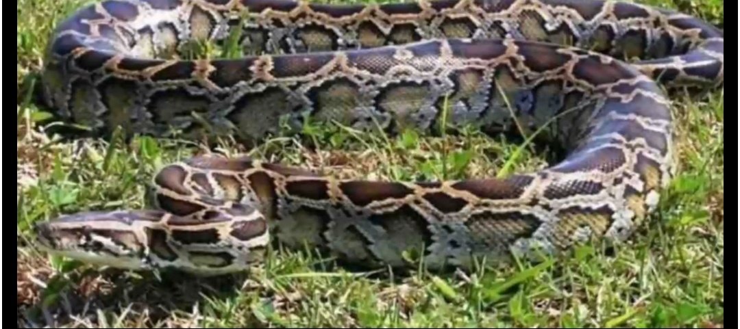 गुलाबी ठंड के साथ आई ‘रेंगती मुसीबत’! घरों तक पहुंच रहे सांप, जानिए क्या करें, क्या न करें 1 Screenshot 20251028 083533