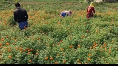 Screenshot 20251028 084902