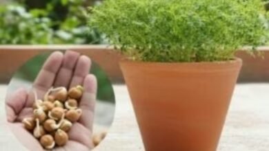 अब बाजार से लाने की जरूरत नहीं, अपने घर से तोड़ें ताजा चने का साग, जानिए लगाने का सही तरीका 2 Screenshot 20251030 044129