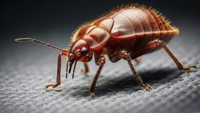 सिर्फ एक पौधे की पत्तियां रखें बिस्तर के पास, 2 दिन में खटमल होंगे गायब, 2 दिन में होंगे गायब 5 Screenshot 20251031 081744