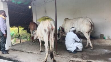 महात्मा गांधी नरेगा ने बदली बुलबुलराम की किस्मत : छोटे किसान से सफल ऑर्गेनिक बाड़ी उत्पादक बनने तक की कहानी 6 IMG 20251114 WA0034