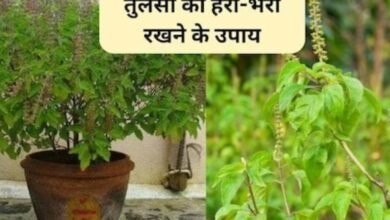 सर्दी में तुलसी को हरा-भरा कैसे रखें? ये 3 काम पौधे को रखेंगे हरा-भरा 2 Screenshot 20251104 080204 1