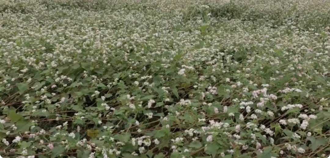 मोंथा तूफान की वजह से बर्बाद हो रही टाऊ और आलू की फसल, जानिये क्या है कृषि एक्सपर्ट की सलाह 1 Screenshot 20251104 080454