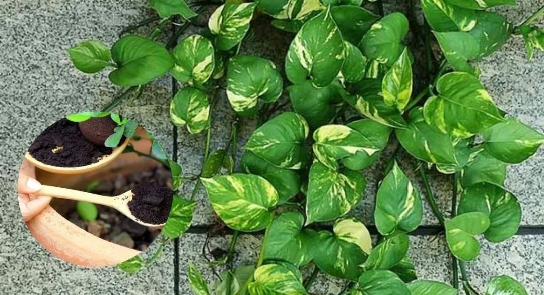 Screenshot 20251119 074311