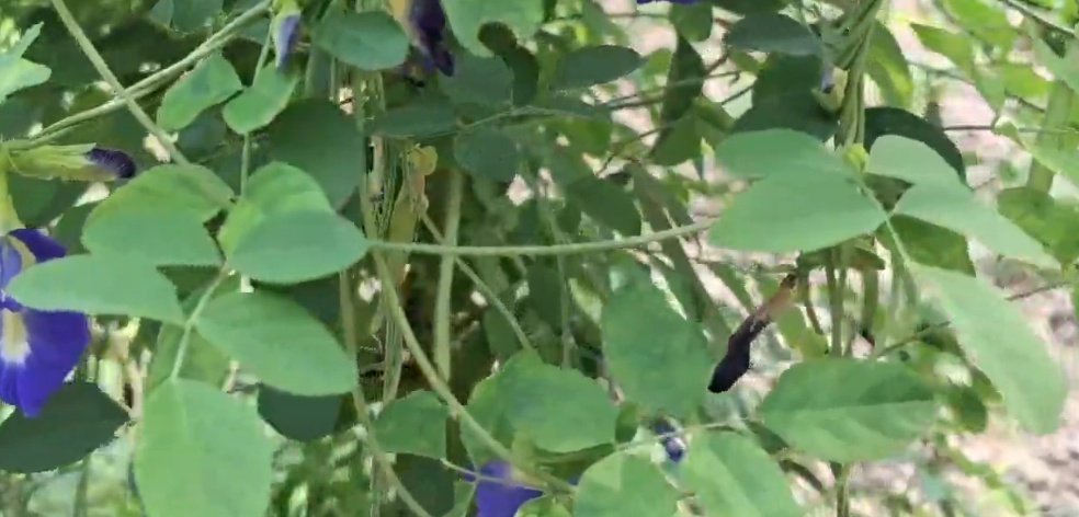 कमाल का है ये नीले रंग का फूल, महादेव का बेहद प्रिय, सेहत बनाए और खूबसूरती भी निखारे; ऐसे करें उपयोग 1 Screenshot 20251121 073601