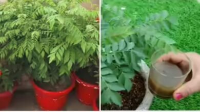 Screenshot 20251121 074945