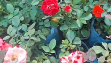 Screenshot 20251124 074714