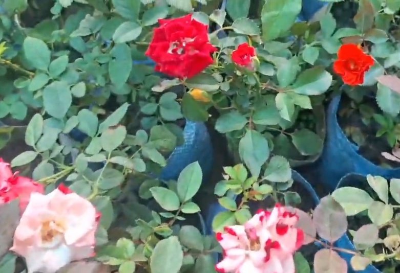 दिल्ली वालों को लूटने के बाद गाजीपुर पहुंचा ये गुलाब, बिक रहा हाथों-हाथ, जानें सर्दियों में उगाने का तरीका 1 Screenshot 20251124 074714