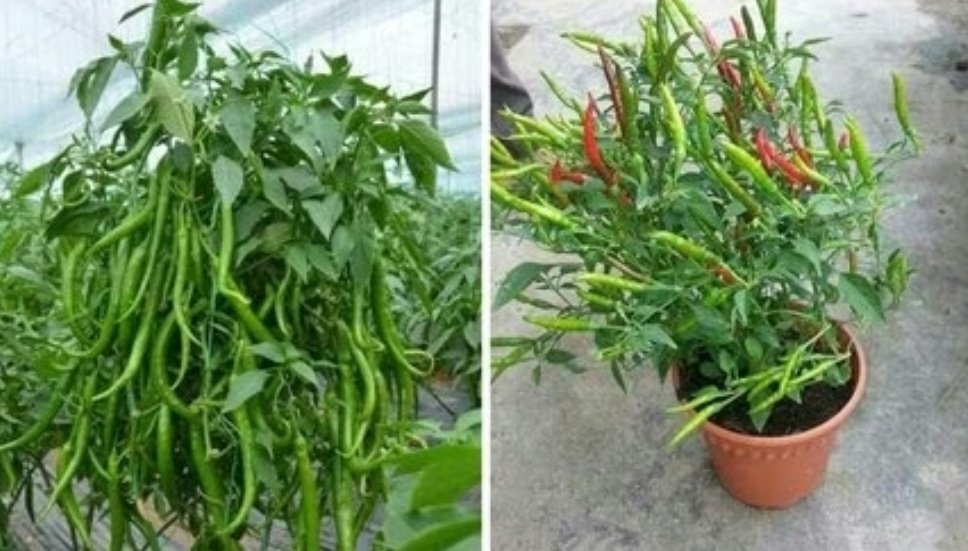 Screenshot 20251125 120531