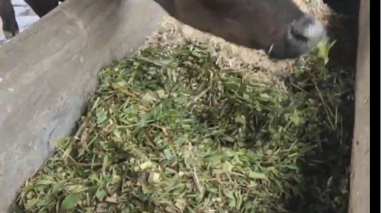 गाय को भूसे में मिलाकर खिलाएं ये चीज, सर्दियों में भी बाल्टी भरकर करेगी दूध, कभी नहीं होगी मिल्क की कमी 1 Screenshot 20251218 122914