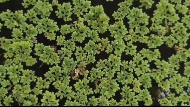 Screenshot 20251222 124616