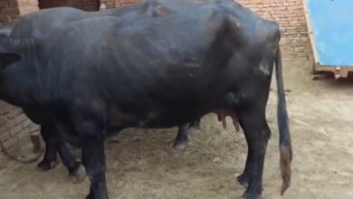 Screenshot 20251229 131722