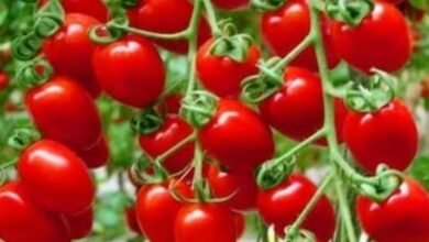 Screenshot 20260101 081248