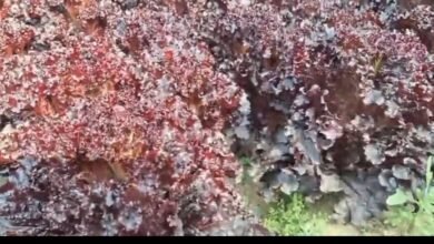 Screenshot 20260101 082147