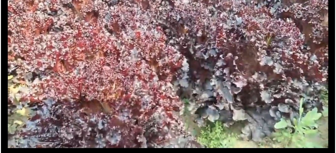 Screenshot 20260101 082147