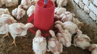 गांव में काम कर गया पोल्ट्री फार्म का आइडिया, मुर्गी पालन में खेती से ज्यादा प्रॉफिट 4 Screenshot 20260102 145237