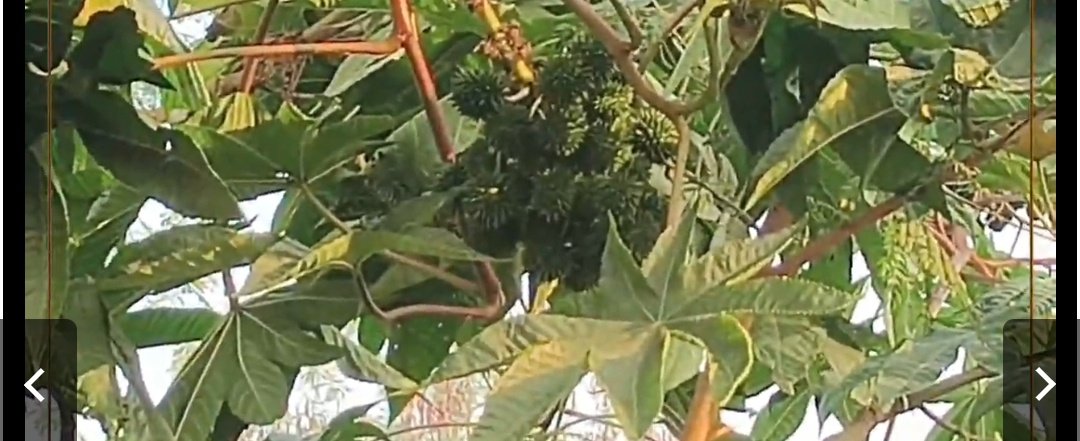 Screenshot 20260117 081851