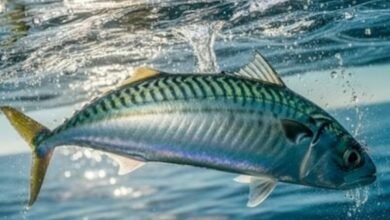 Screenshot 20260124 074646