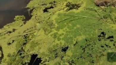 गाय-भैंस को खिलाएं ये खास घास, बाल्टी भर-भरकर देंगे दूध, मछली और मुर्गियों के लिए भी फायदेमंद 6 Screenshot 20260125 063931