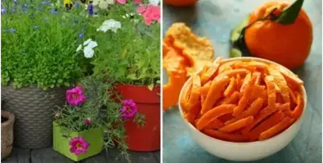 संतरे के छिलके फेंकना क्यों है एक गलती? माली ने खोला पौधों को तेजी से बढ़ाने का राज, आसानी से बनेगा बायो-एंजाइम 1 Screenshot 20260202 075657