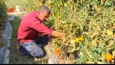 न सड़न का डर, न रोगों की टेंशन! टमाटर की खेती में इस खास तकनीक से, बाराबंकी का किसान कमा रहा लाखों का मुनाफा 4 Screenshot 20260214 082757
