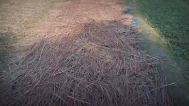 पॉलीहाउस नहीं है? टेंपरेचर की टेंशन छोड़िए! किसान खुशीराम के देसी जुगाड़ से फरवरी में इस तरह तैयार करें नर्सरी 4 Screenshot 20260217 112550