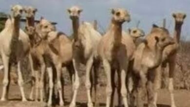 Screenshot 20260217 113026