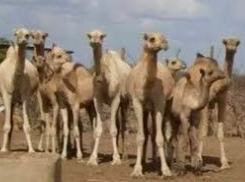 Screenshot 20260217 113026