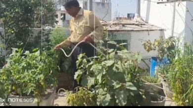 रिटायरमेंट के बाद छत बनी ‘मिनी फार्म’! कोरबा के मनहरण रोज उगा रहे 3 किलो ऑर्गेनिक सब्जियां 5 Screenshot 20260224 080427