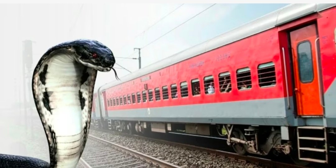 भारत में किंग कोबरा ट्रेनों में 'सफ़र' कर रहे हैं, आख़िर इसकी वजह क्या है? 1 Screenshot 20260226 122641