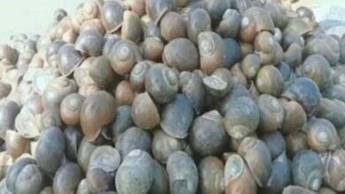 बेसीजन मिल रही यह स्वादिष्ट सब्जी, स्वाद में मदन-चिकन की बाप! देखते ही खरीदने के लिए टूट पड़ते हैं लोग 2 Screenshot 20260301 134131