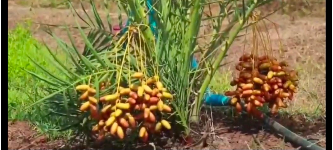 एक बार लगाएं, 70 साल तक पैदावार, खेत की मेड़ पर ही इस फल का पेड़ लगाकर हो जाएंगे मालामाल 1 Screenshot 20260309 114301