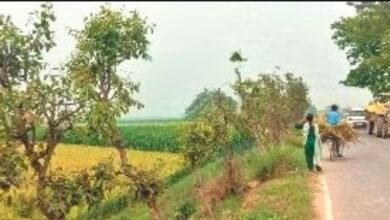 सड़क किनारे सूख रहे पेड़, काटे भी जा रहे वन विभाग और एनएच कर रहे दोषारोपण 2 Screenshot 20260314 115258