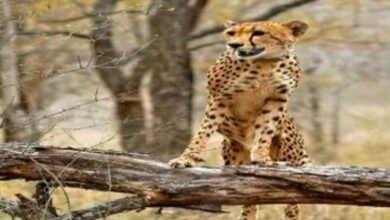 नौरादेही शिफ्टिंग की तैयारी, कूनो में बढ़ी चीता संख्या, अब नए आवास की ओर कदम 4 Screenshot 20260404 140248