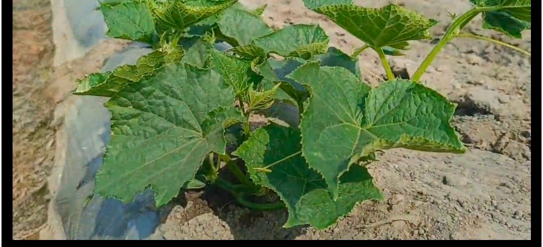 किसानों को सब्जियां रखने के लिए मुफ्त प्लास्टिक क्रेट्स बांट रहा उद्यान विभाग, जानिए पाने का तरीका 1 Screenshot 20260404 140512