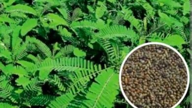 ’’1 से 30 जून तक कृषि विभाग चलाएगा खेत बचाओ अभियान’’* 6 IMG 20260601 WA0042